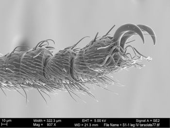 Media type: image; Invertebrate Zoology 131275
